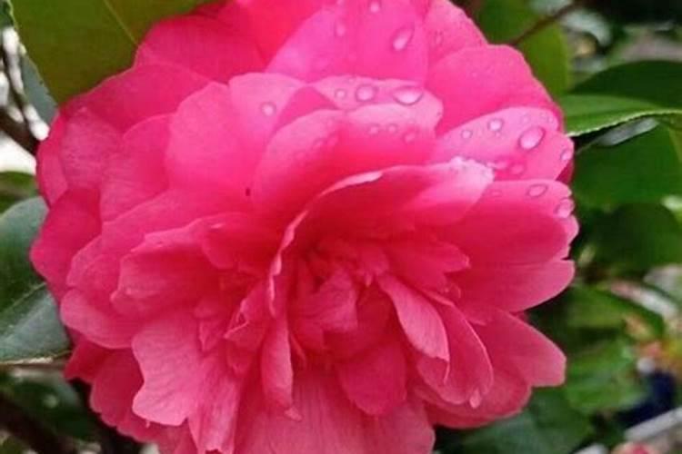 茶花春天怎么样施肥