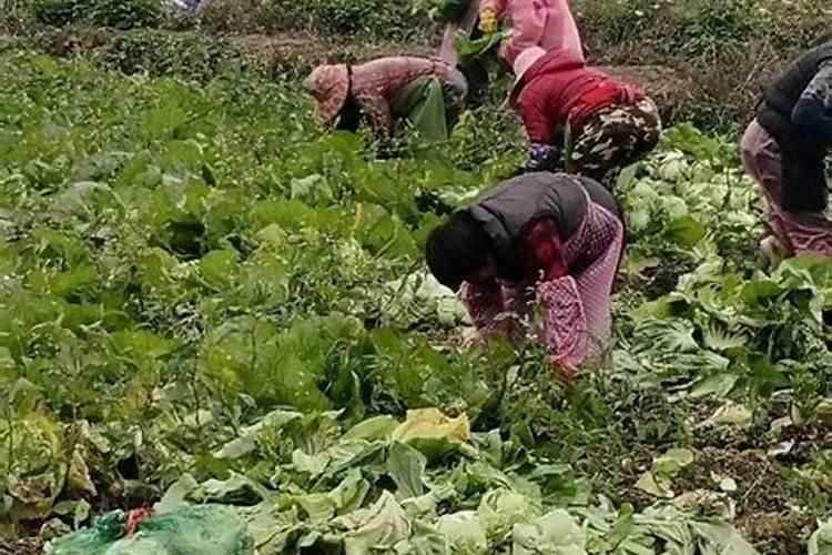 什么时候不能喷芸苔素 什么时候不可以喷芸苔素