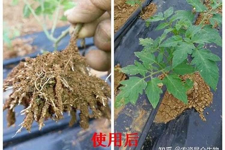 含量10/100黄腐酸钾上小麦低肥还用上钾肥吗？