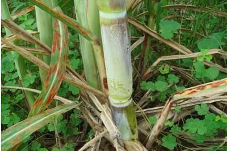 芸苔素和什么叶面肥混用在苗床上比较好？