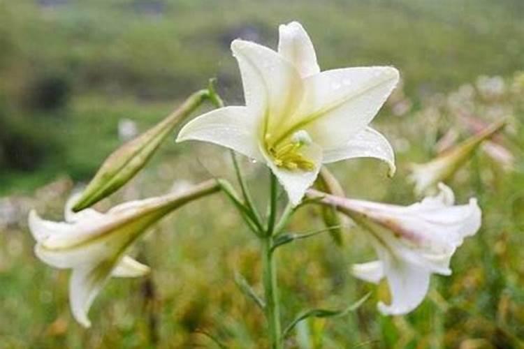 板栗为什么容易长虫(我家的板栗果实为啥在树上就生虫子了)