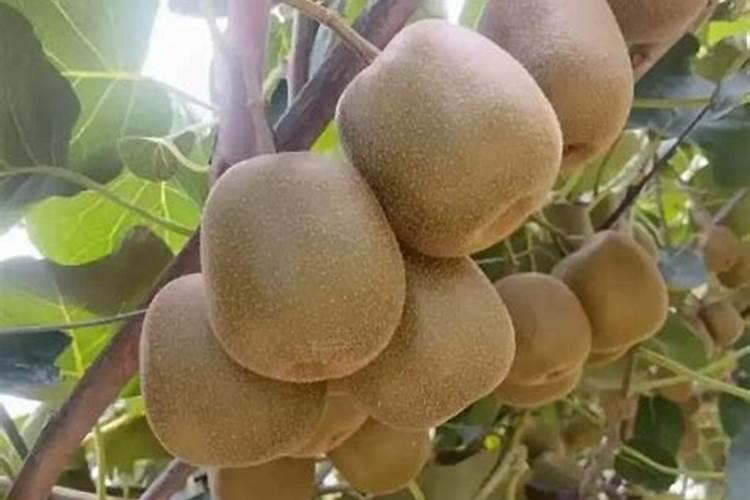 多肉植物浇水需要添加什么,多肉植物用什么肥料(图)