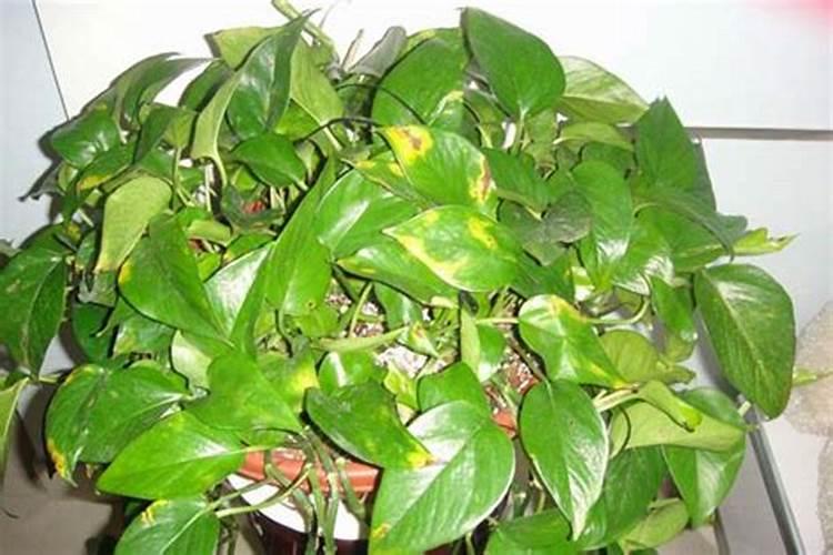 刚施过复合肥料的茶花,叶子都黄了,怎么回事？