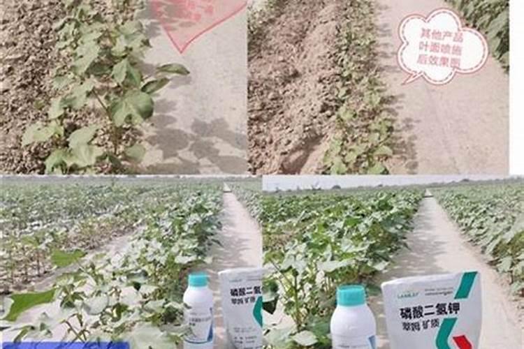 昙花不开花怎么办