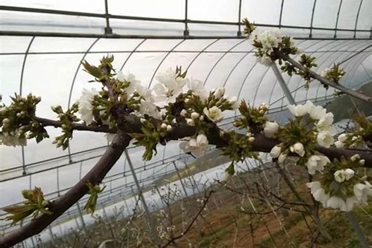 花生盛花期打什么药能增产