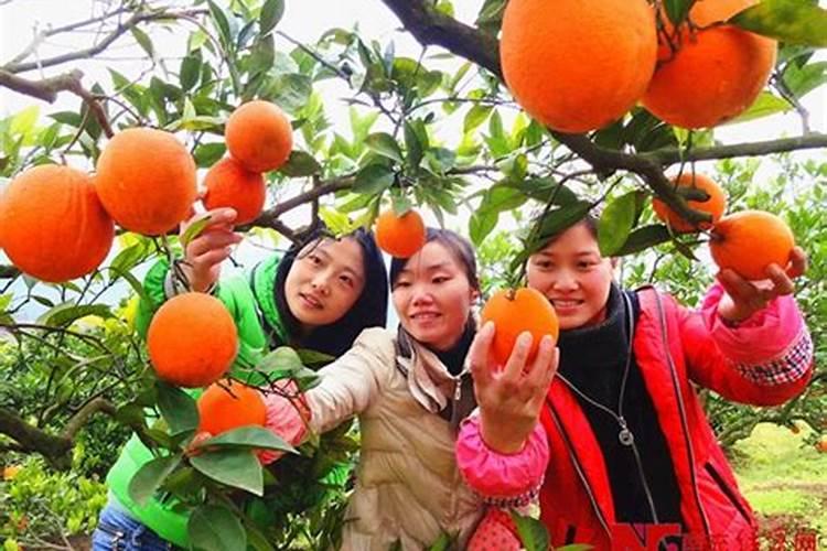 种植大白菜怎样施肥才产量高(种大白菜需要什么底肥)