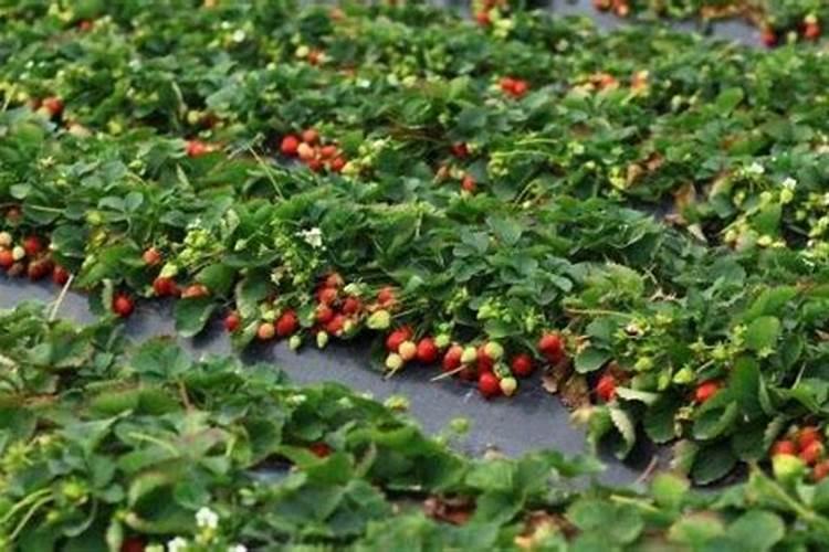 初步区分常用氮肥、磷肥、钾肥的方法是什么