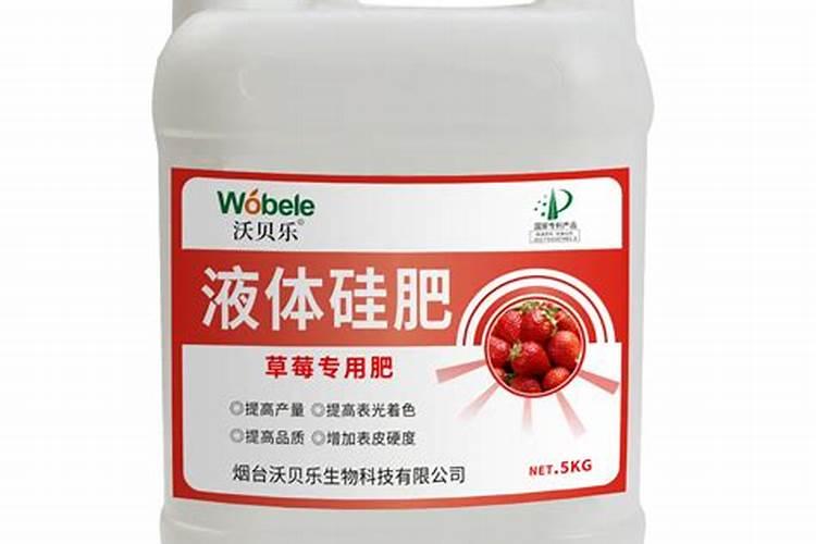 龙须树和龙血树的区别,龙须树怎么养