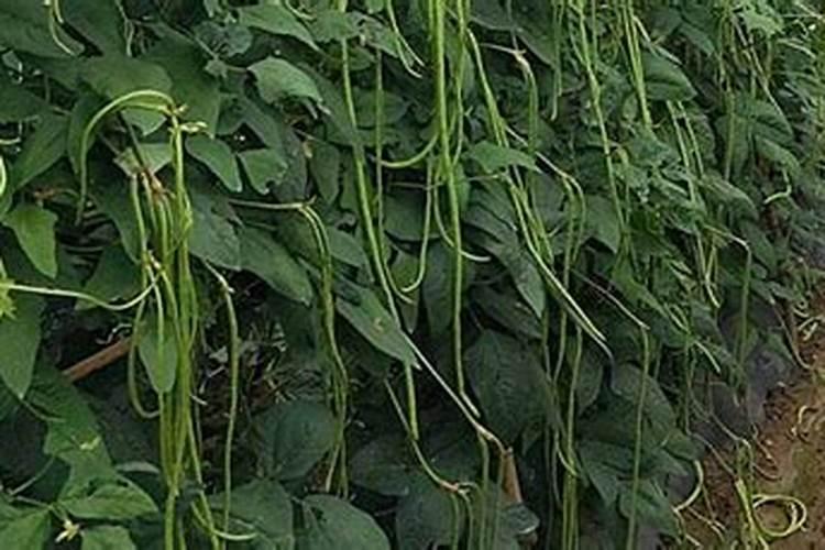 豆角开花了需要追肥吗