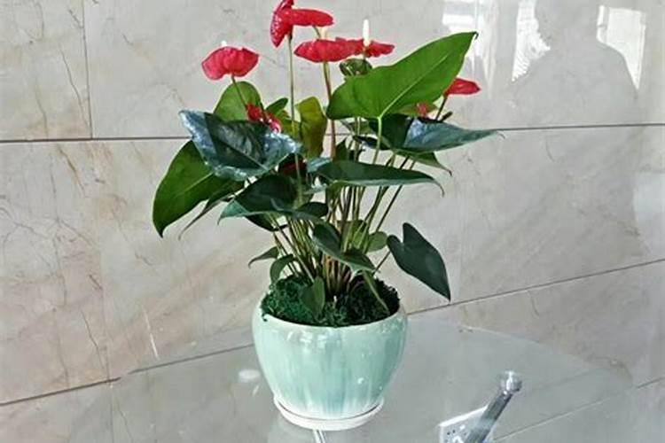 怎么让红掌多开花,开花不断