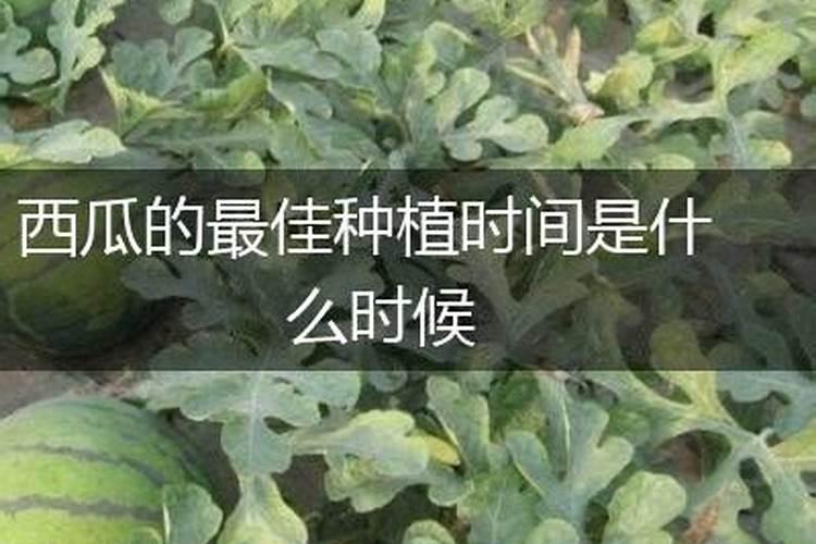 各位大神 谁能给我说一下磷肥和钾肥具体的区别