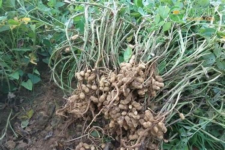 磷肥对果树的作用是什么