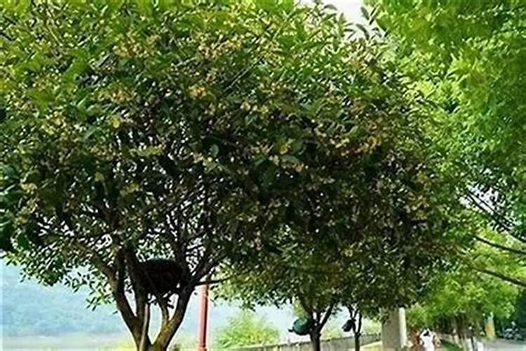 桂花专用肥料第一名