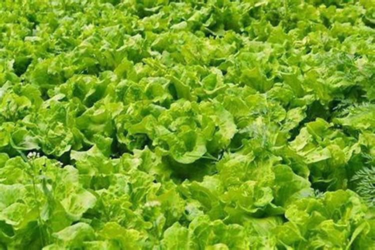 油菜用什么肥料能高产