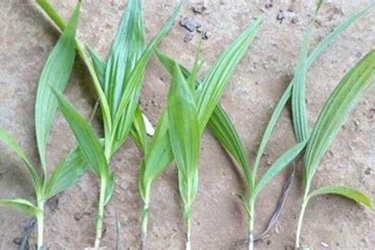 白兰花用什么肥料最好