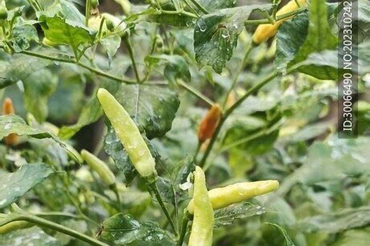 西瓜追肥用什么肥料好
