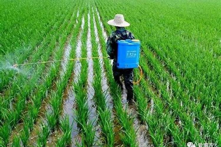 水稻打完除草隔多久追肥 可以立刻施肥吗