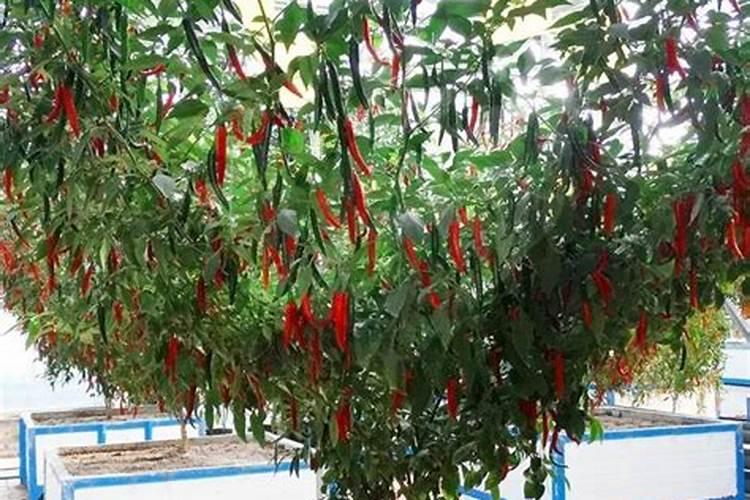 辣椒苗施什么肥料？