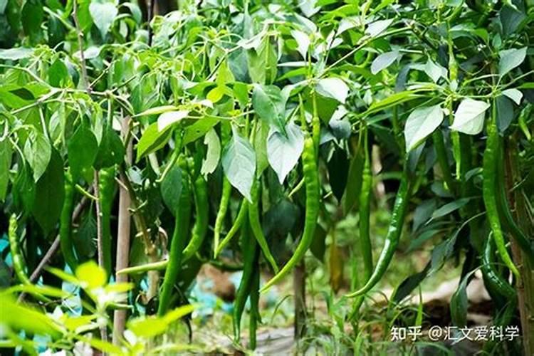 辣椒树叶子发黄枯萎怎么办 辣椒树叶子枯萎发黄怎么办
