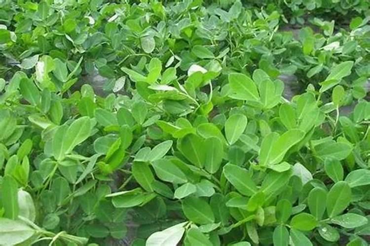 磷肥的最佳使用时间及用量