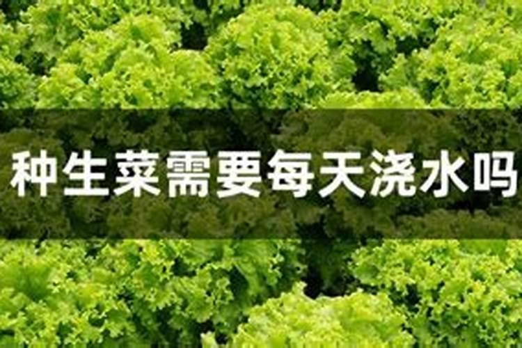 生菜施什么肥长得又大又肥