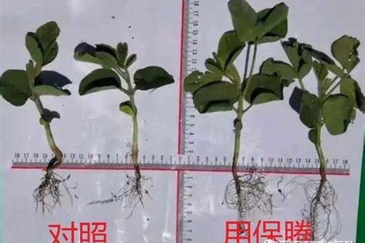 你了解钙肥吗,钙肥怎么选？什么时候用？怎么用？