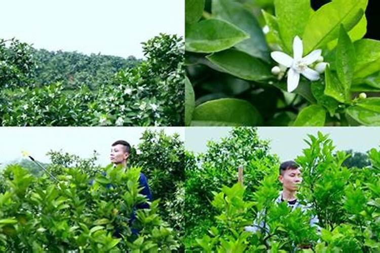 八冃份脐橙可以打芸苔素吗？