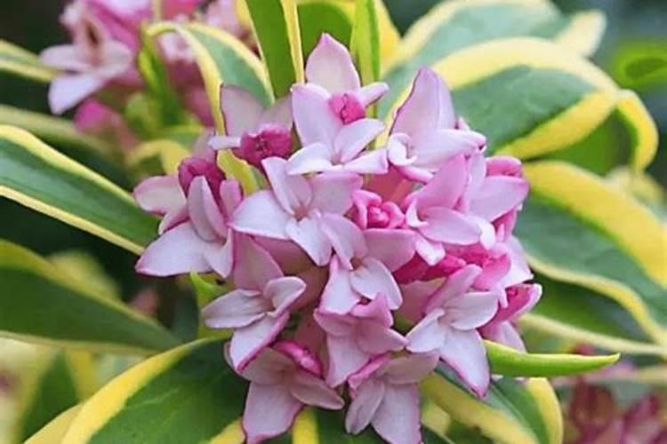 瑞香花要怎么养