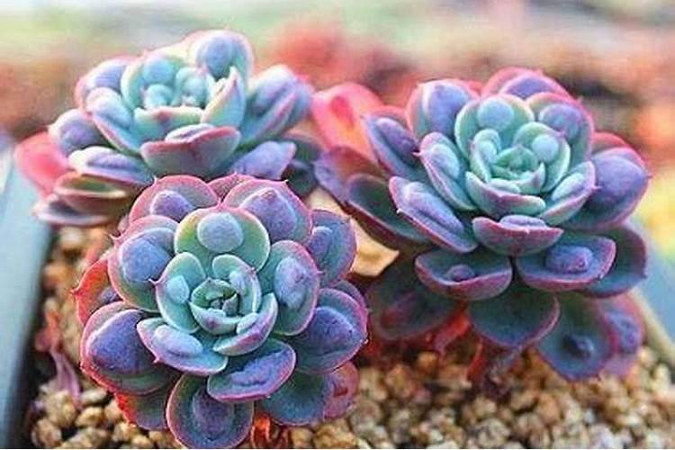 多肉植物施什么肥好
