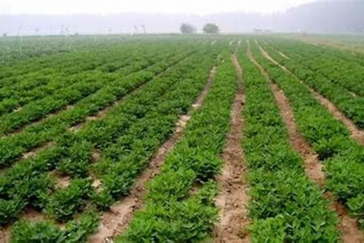 花生需要施什么肥结果多