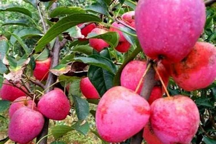 种植200亩香妃海棠几年能收回成本