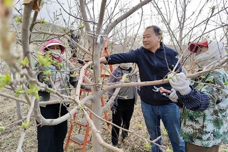 鸡心果是香妃海棠吗