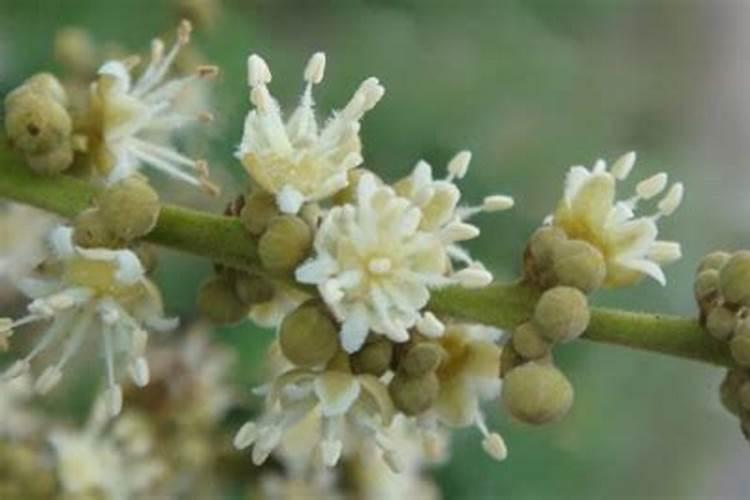 龙眼怎么样能增加甜度