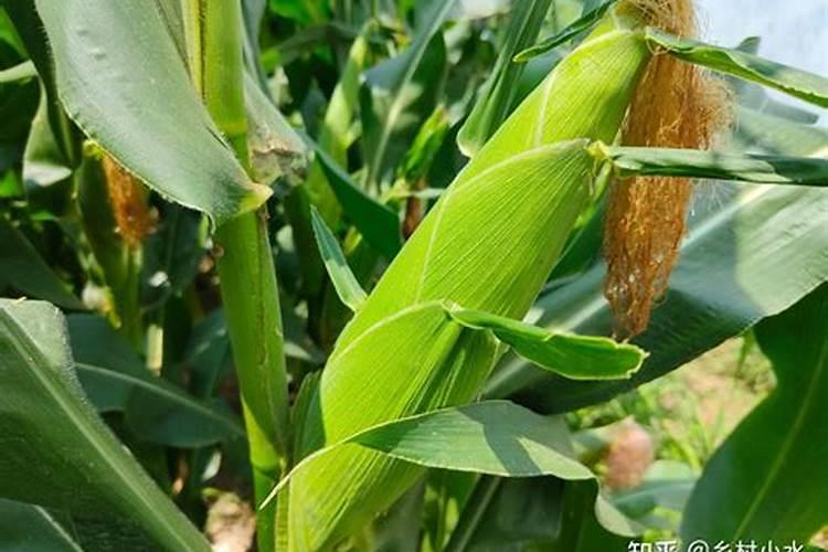 玉米施锌肥的最佳时间 使用方法及注意事项