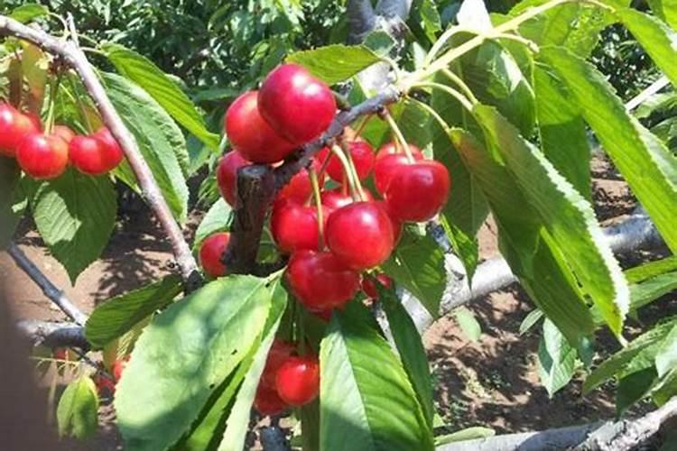 烂苹果埋土里多久能变成肥料