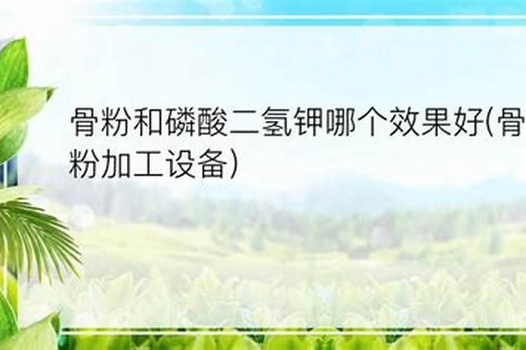 草莓大棚一亩冲多少海藻精