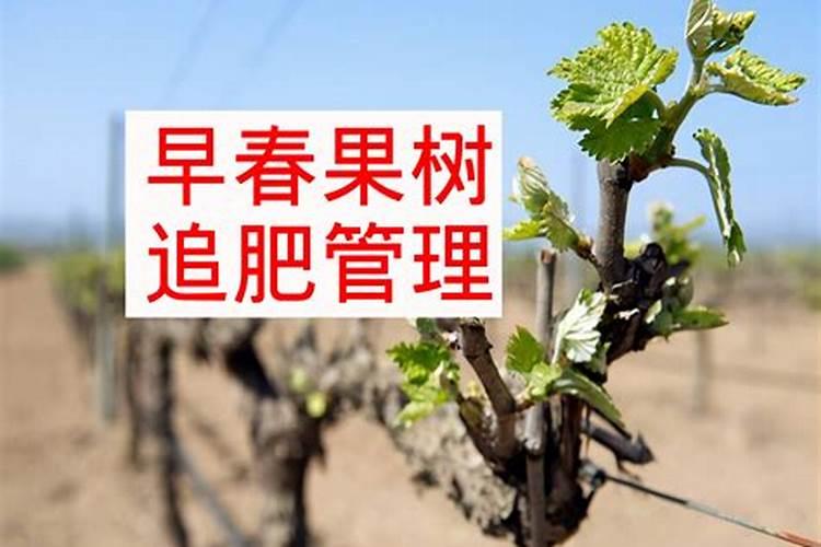 春季葡萄该怎么施肥