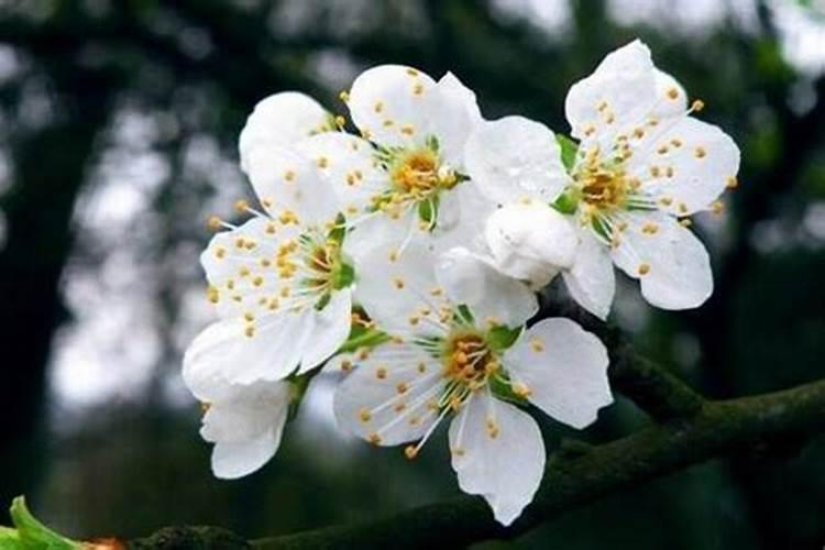 葡萄萌芽期施什么肥葡萄萌芽期施什么肥好