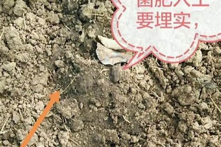 绣球花施肥时间和方法
