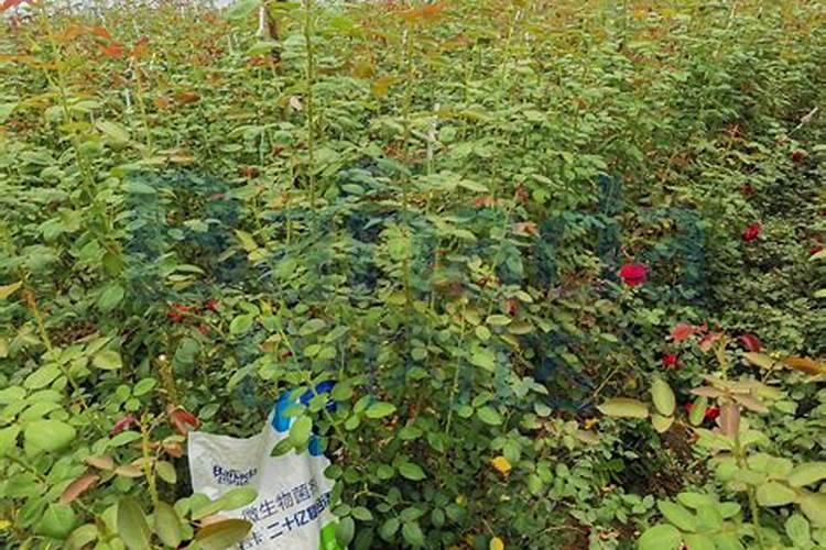 芸苔素内酯作用与功效和使用方法