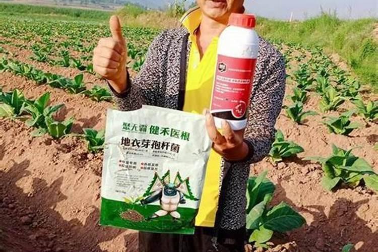毒死蜱可以和高钾肥冲施吗？