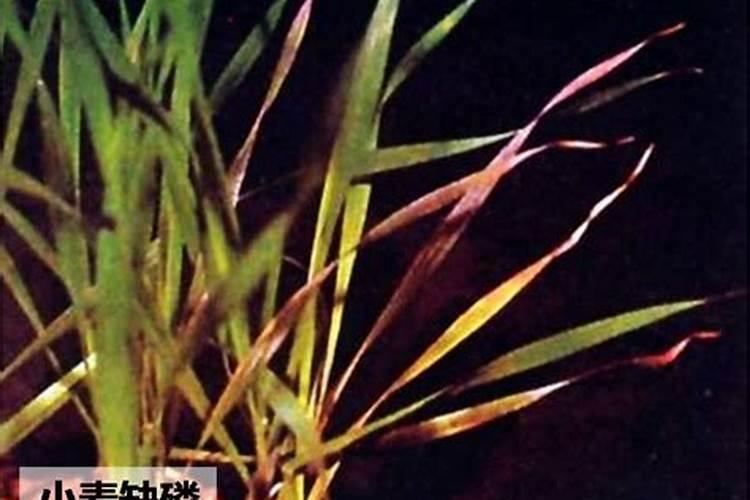 BB肥龙高L2玉米专用肥的四大效果