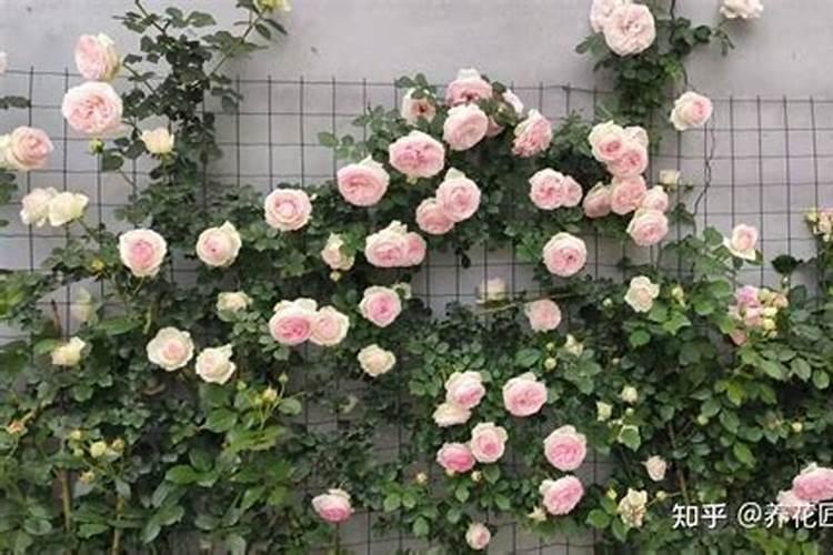 花肥怎么存放