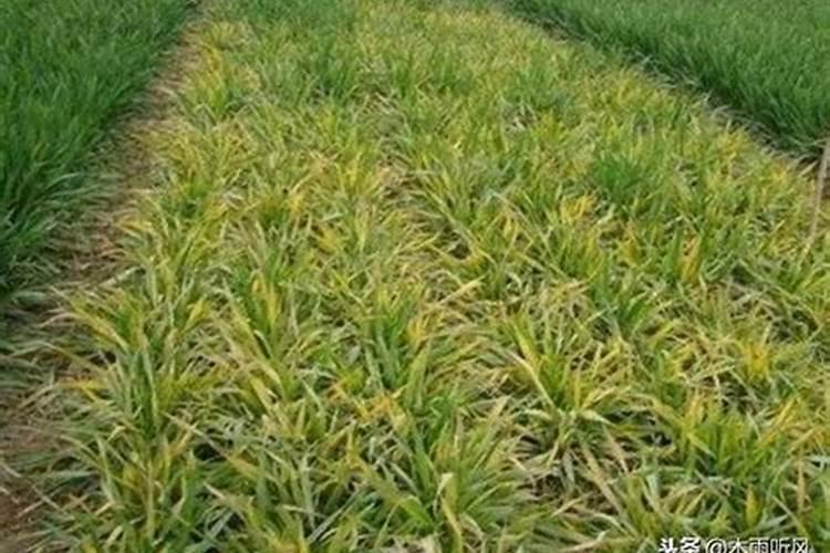 冬小麦施肥用什么肥好 使用什么肥料好