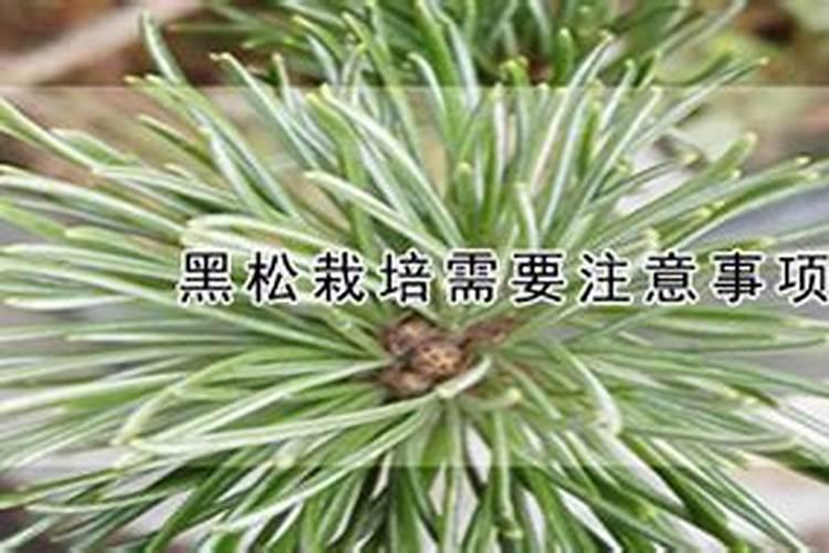新买回来的黑松怎么养