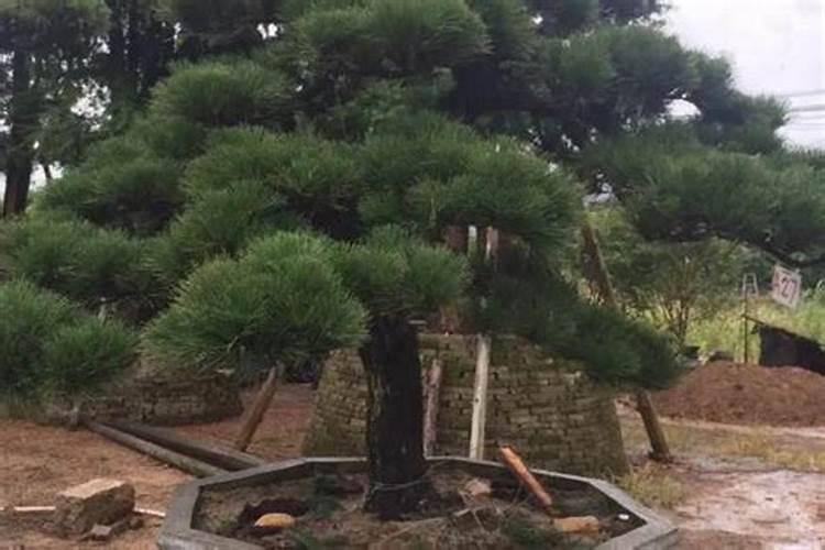 黑松叶子发黄干枯还有救吗？