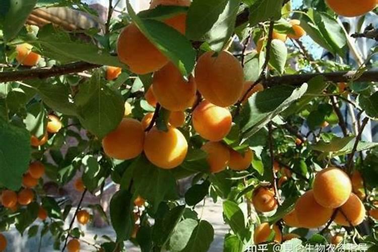 花露水 加水后溶液由绿色变白色浑浊,并放出热量 为什么呢？