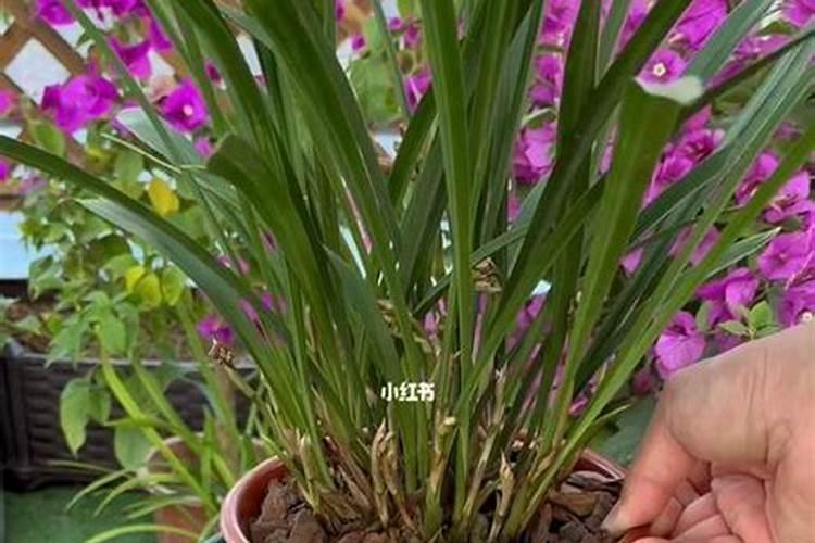 月季花可以用磷酸二氢钾肥吗(盆栽月季施什么肥最好)
