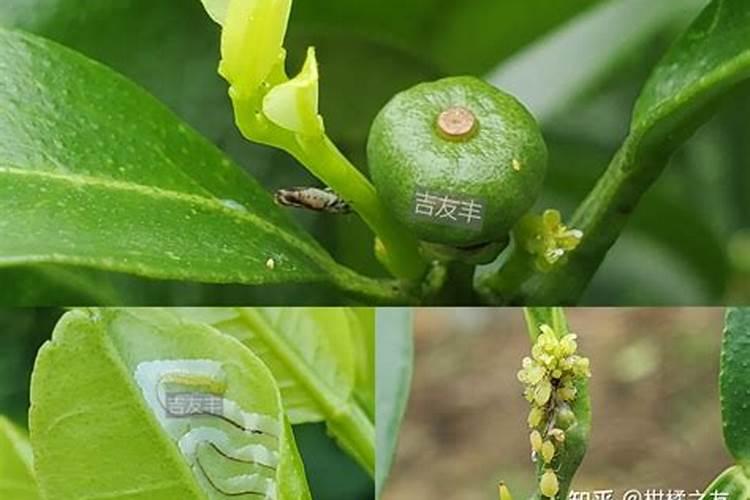 柑橘栽培的八大技巧 你不知道的柑橘种植方法