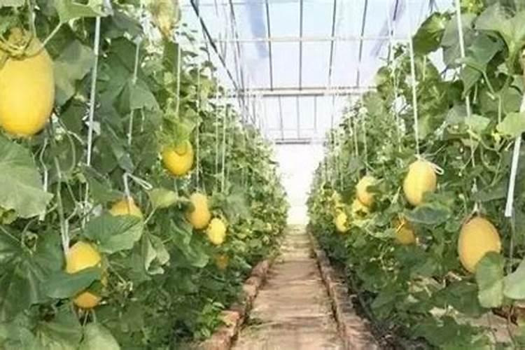 哈密瓜的温室大棚栽培管理技术哈密瓜施肥需要注意什么